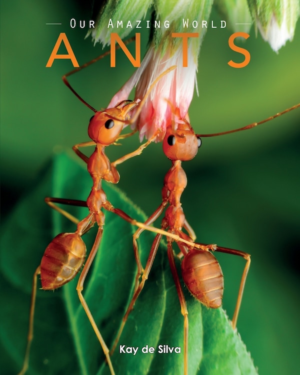 Ants by Kay de Silva, Paperback | Indigo Chapters