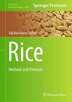 Rice by Taiji Kawakatsu, Hardcover | Indigo Chapters