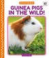 Guinea Pigs in the Wild by Grace Hansen, Reinforced Library Binding | Indigo Chapters