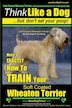 Akc soft coated wheaten terrier sale