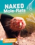 Naked mole rat on sale book