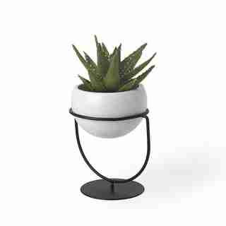 NESTA PORTE PLANTE