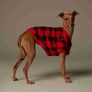 HATLEY X INDIGO BUFFALO PLAID DOG PJS MEDIUM