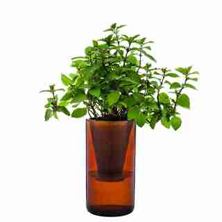 MINT AND LEMON BASIL HYDROPONIC TUMBLER GARDEN