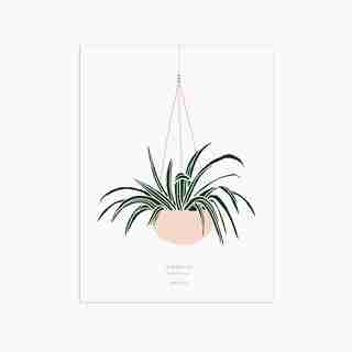 MICUSH CHLOROPHYTUM ART PRINT - 8" X 10"