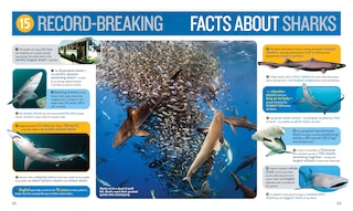 Aperçu du contenu_1,000 Facts About Sharks