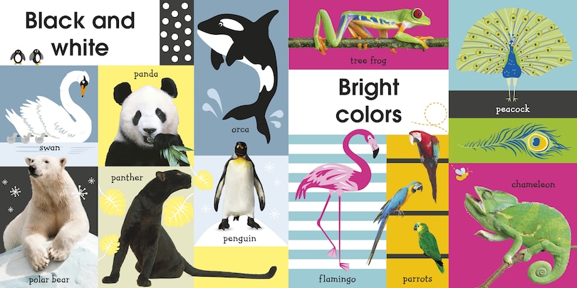 Sample content 2_100 First Animals