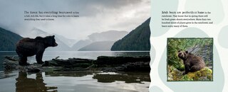 Sample content_A Bear's Life