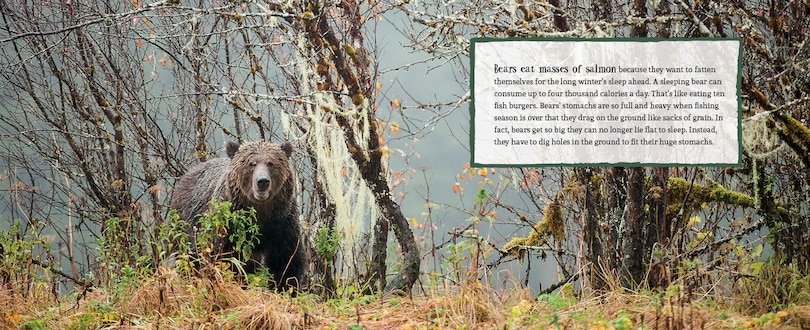 Sample content 2_A Bear's Life