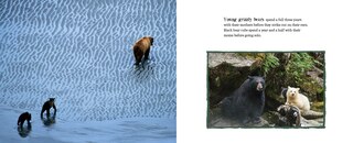 Sample content 3_A Bear's Life