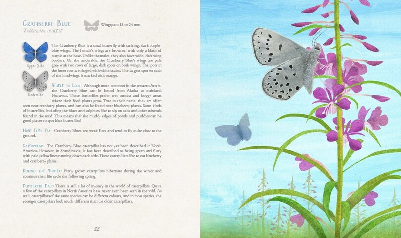 Sample content 2_A Children's Guide To Arctic Butterflies