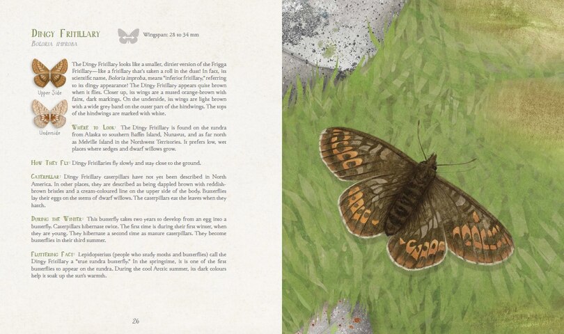 Sample content 3_A Children's Guide To Arctic Butterflies