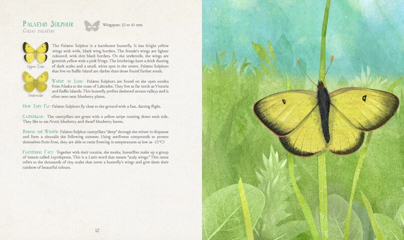 Sample content 4_A Children's Guide To Arctic Butterflies
