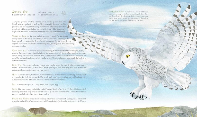 Sample content 4_A Children's Guide to Arctic Birds
