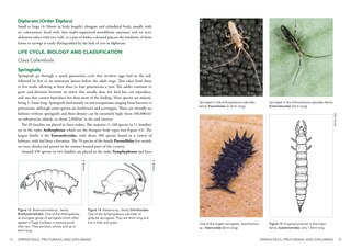 Sample content_A Field Guide to Insects of Australia