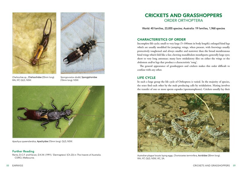 Sample content 2_A Field Guide to Insects of Australia