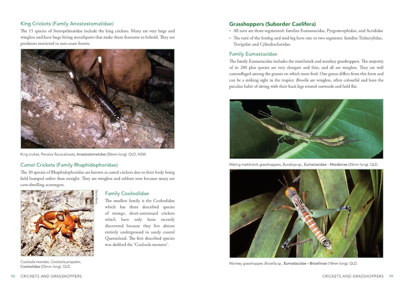 Sample content 3_A Field Guide to Insects of Australia