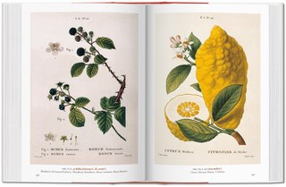 Sample content 2_A Garden Eden. Masterpieces of Botanical Illustration. 45th Ed.