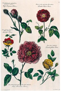 Aper&ccedil;u du contenu_A History of Gardening in 50 Objects