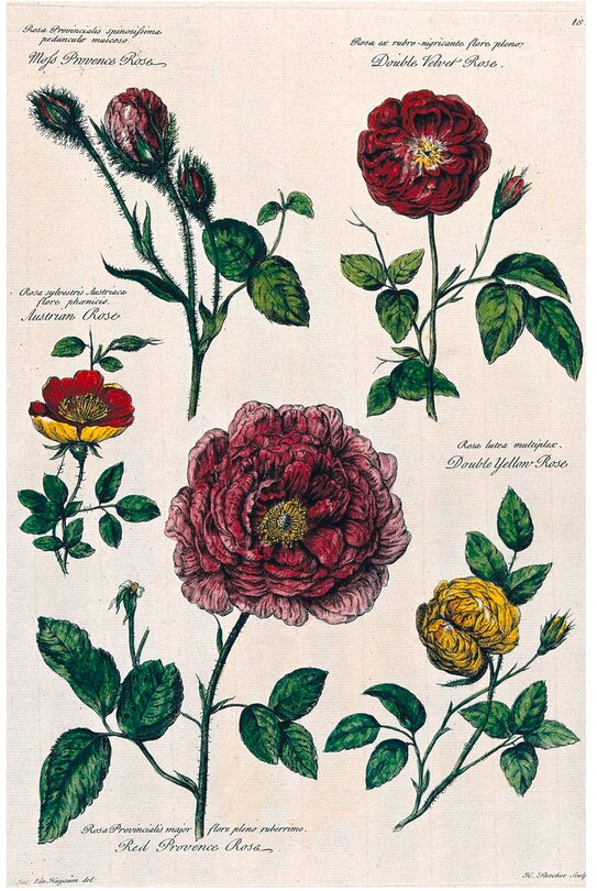 Aper&ccedil;u du contenu_A History of Gardening in 50 Objects