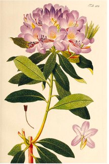 Aper&ccedil;u du contenu 2_A History of Gardening in 50 Objects