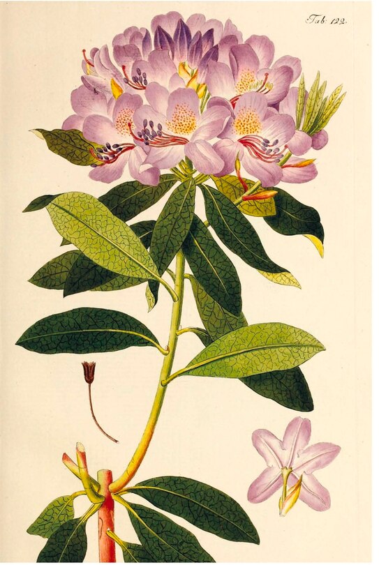 Aper&ccedil;u du contenu 2_A History of Gardening in 50 Objects