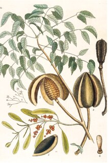 Aper&ccedil;u du contenu 4_A History of Gardening in 50 Objects