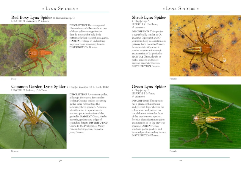 Aper&ccedil;u du contenu 2_A Naturalist's Guide to the Spiders of Borneo