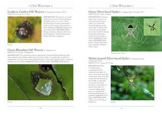 Aper&ccedil;u du contenu 3_A Naturalist's Guide to the Spiders of Borneo