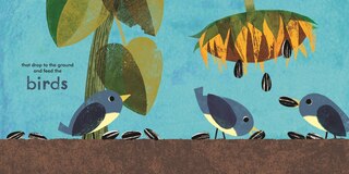 Sample content 2_A Seed Grows