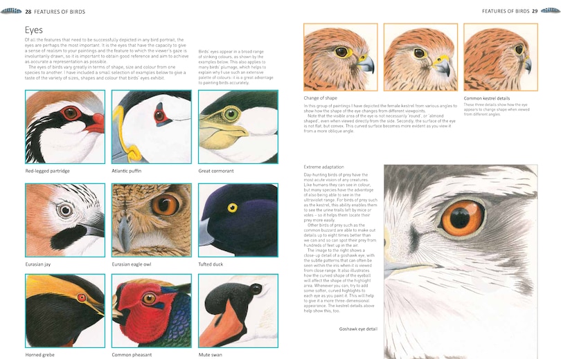 Sample content 2_A-z Of Bird Portraits