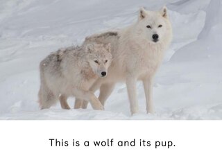 Sample content_Adult And Baby Animals