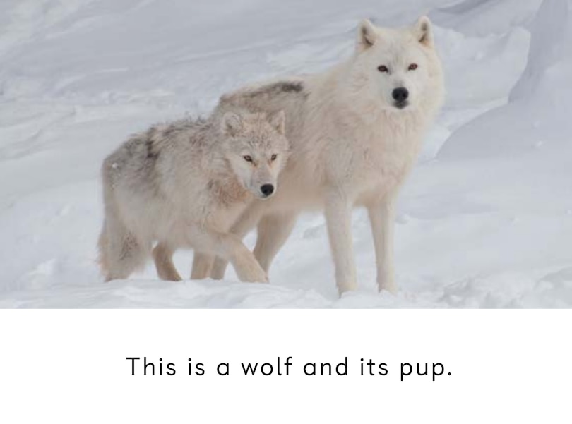Sample content_Adult And Baby Animals
