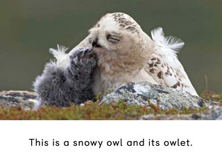 Sample content 2_Adult And Baby Animals