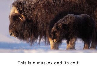 Sample content 4_Adult And Baby Animals