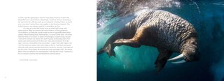 Sample content 2_Aiviq: Life With Walruses