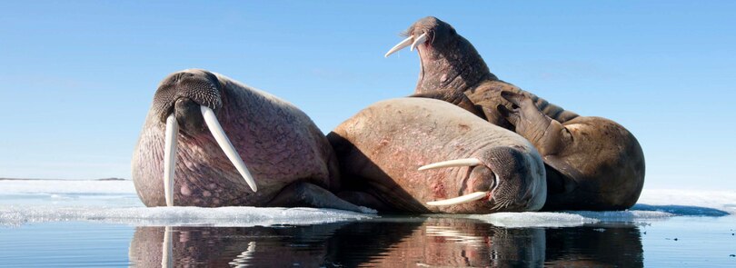 Sample content 3_Aiviq: Life With Walruses