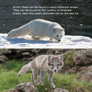 Sample content_All About Arctic Foxes