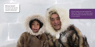 Sample content 2_All About Arctic Foxes