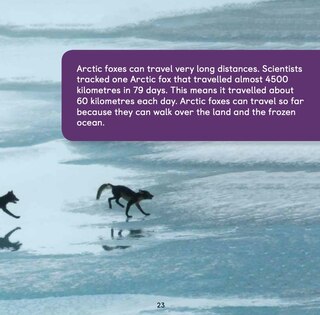 Sample content 3_All About Arctic Foxes