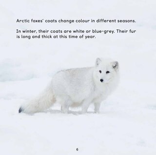 Sample content 4_All About Arctic Foxes