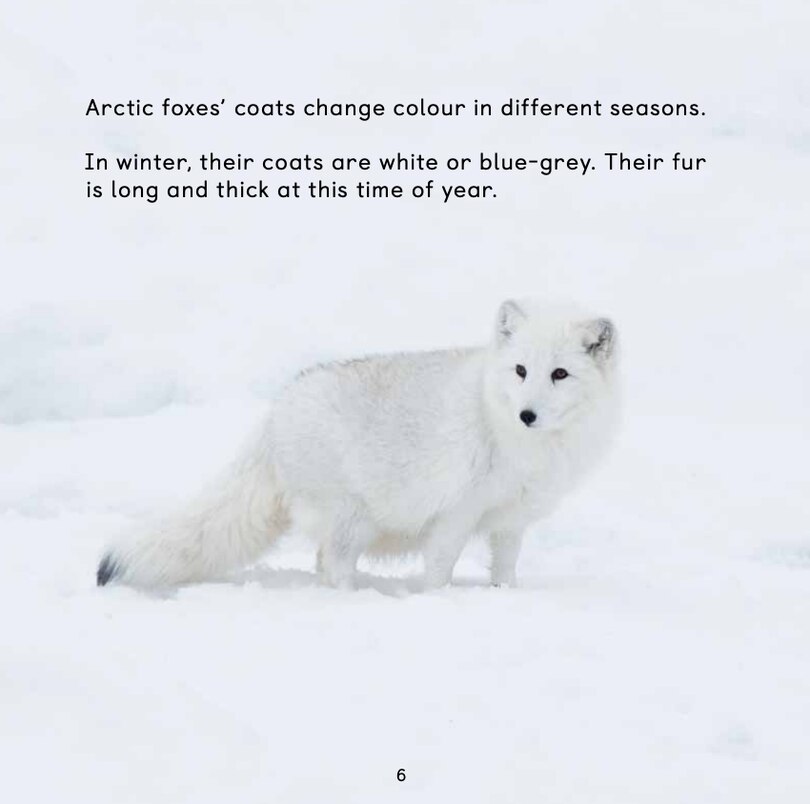 Sample content 4_All About Arctic Foxes