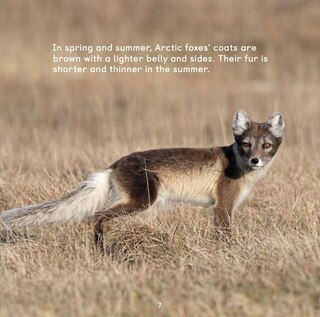 Sample content 5_All About Arctic Foxes