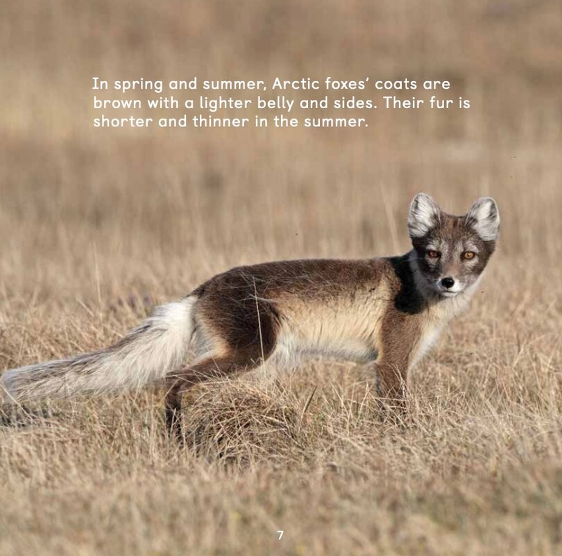 Sample content 5_All About Arctic Foxes