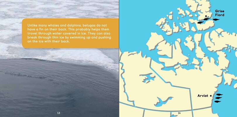 Sample content_All About Belugas
