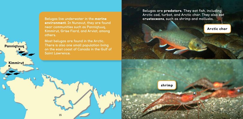 Sample content 2_All About Belugas