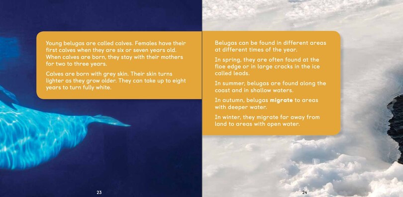 Sample content 3_All About Belugas