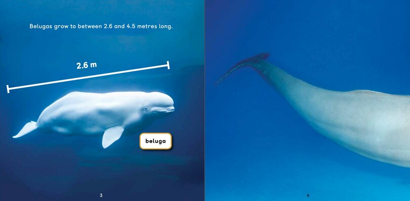 Sample content 4_All About Belugas