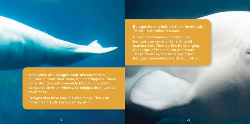 Sample content 5_All About Belugas