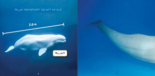 Sample content 4_All About Belugas